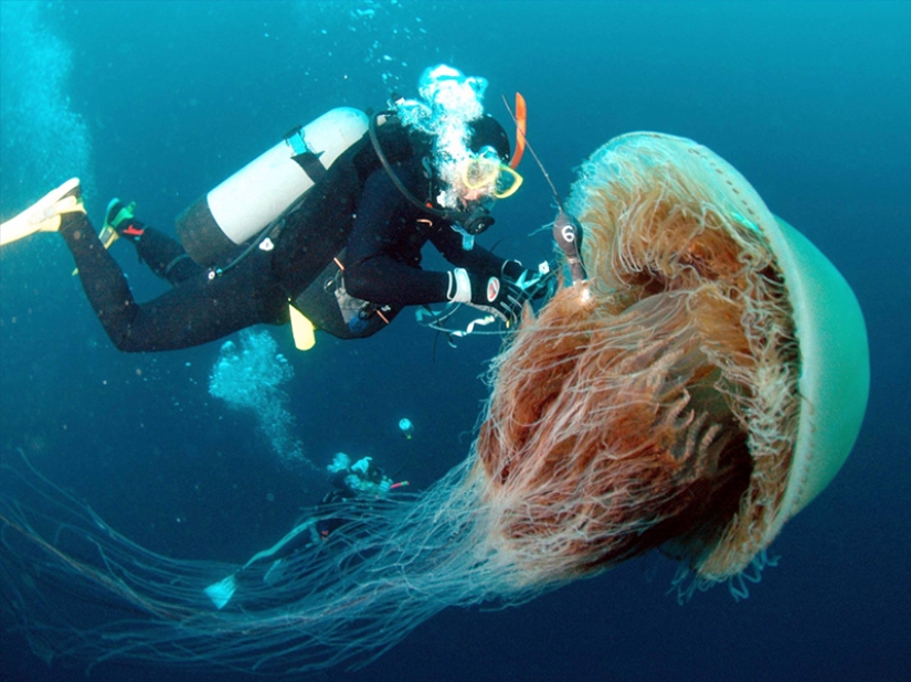 Las 7 medusas más peligrosas del mundo submarino