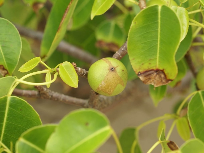 Las 9 plantas más peligrosas del mundo