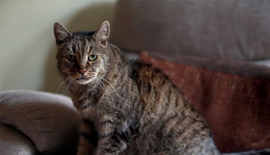 Las 9 vidas vividas: el gato más viejo del planeta murió a los 32 años