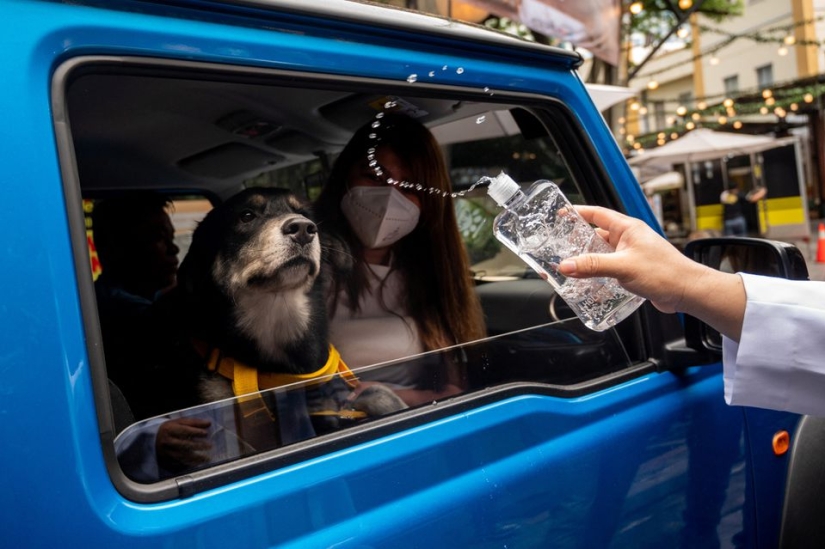 Las bodas de mascotas destacan la ceremonia de bendición de los animales en Filipinas