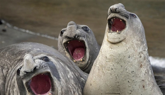 Las fotos más divertidas de los Comedy Wildlife Photography Awards 2017 Las fotos más divertidas de los Comedy Wildlife Photography Awards 2017