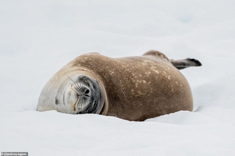 Las imágenes de vida silvestre más impresionantes del concurso fotográfico Agora # Wild2020