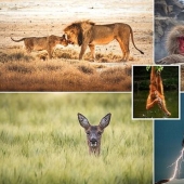Las imágenes de vida silvestre más impresionantes del concurso fotográfico Agora # Wild2020
