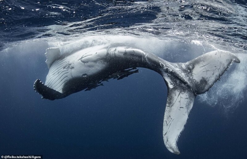 Las imágenes de vida silvestre más impresionantes del concurso fotográfico Agora # Wild2020