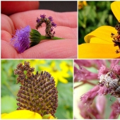 Las maravillas de la mímica: Flor de oruga