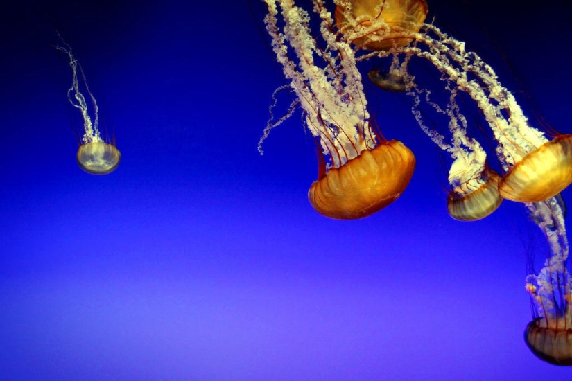 Las medusas más hermosas y brillantes