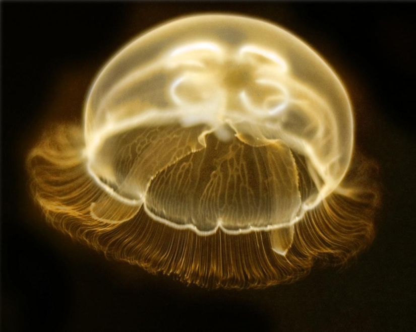 Las medusas más hermosas y brillantes