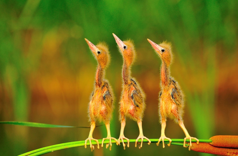 Las mejores fotos de aves del concurso Fotógrafo de Aves del Año