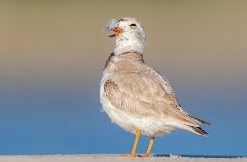 Las mejores fotos de aves del concurso Fotógrafo de Aves del Año