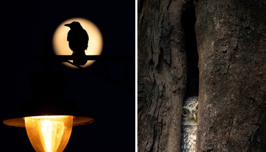 Las mejores fotos de aves del concurso Fotógrafo de Aves del Año Las mejores fotos de aves del concurso Fotógrafo de Aves del Año