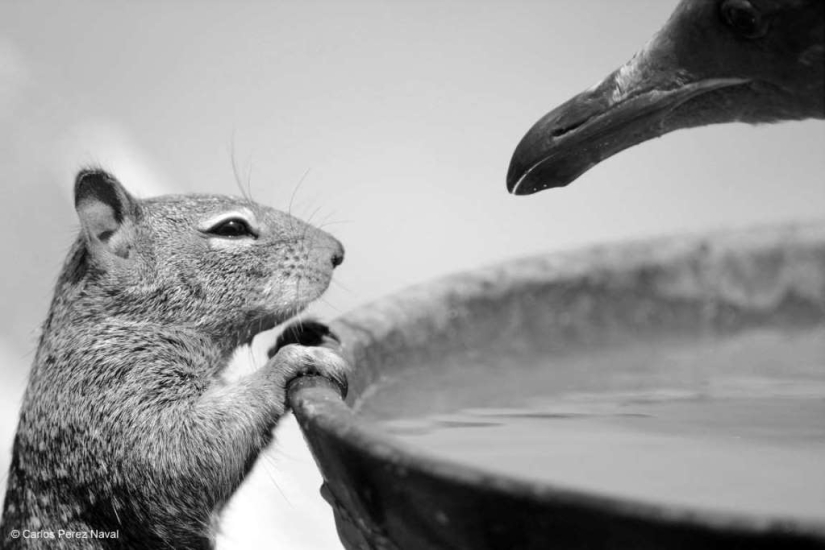 Las mejores tomas de los finalistas del concurso de fotografía de vida silvestre