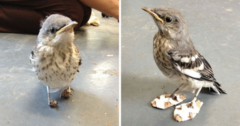 Las patas de pajarito heridas se curaron con la ayuda de"raquetas de nieve"