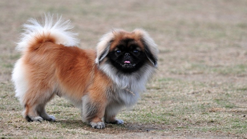 Las razas de perros más pequeñas del mundo.