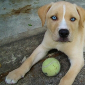 Las razas de perros más pequeñas del mundo.