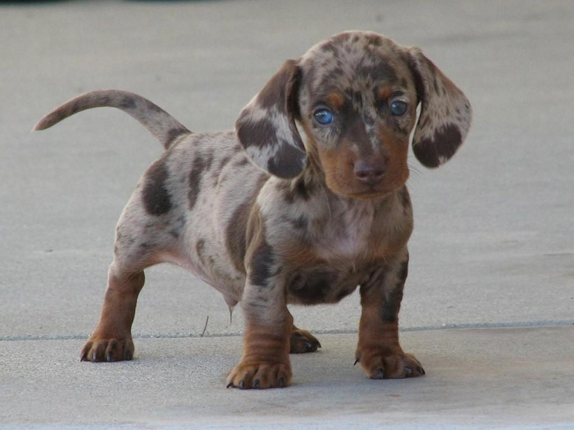 Las razas de perros más pequeñas del mundo.