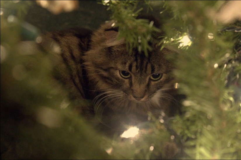 ¿Le pusiste un árbol de Navidad al gato?