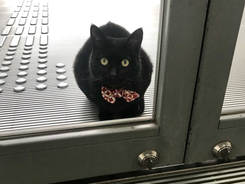 "Let me in, I'll come in": a pair of Japanese cats have been trying to get into the museum for two years