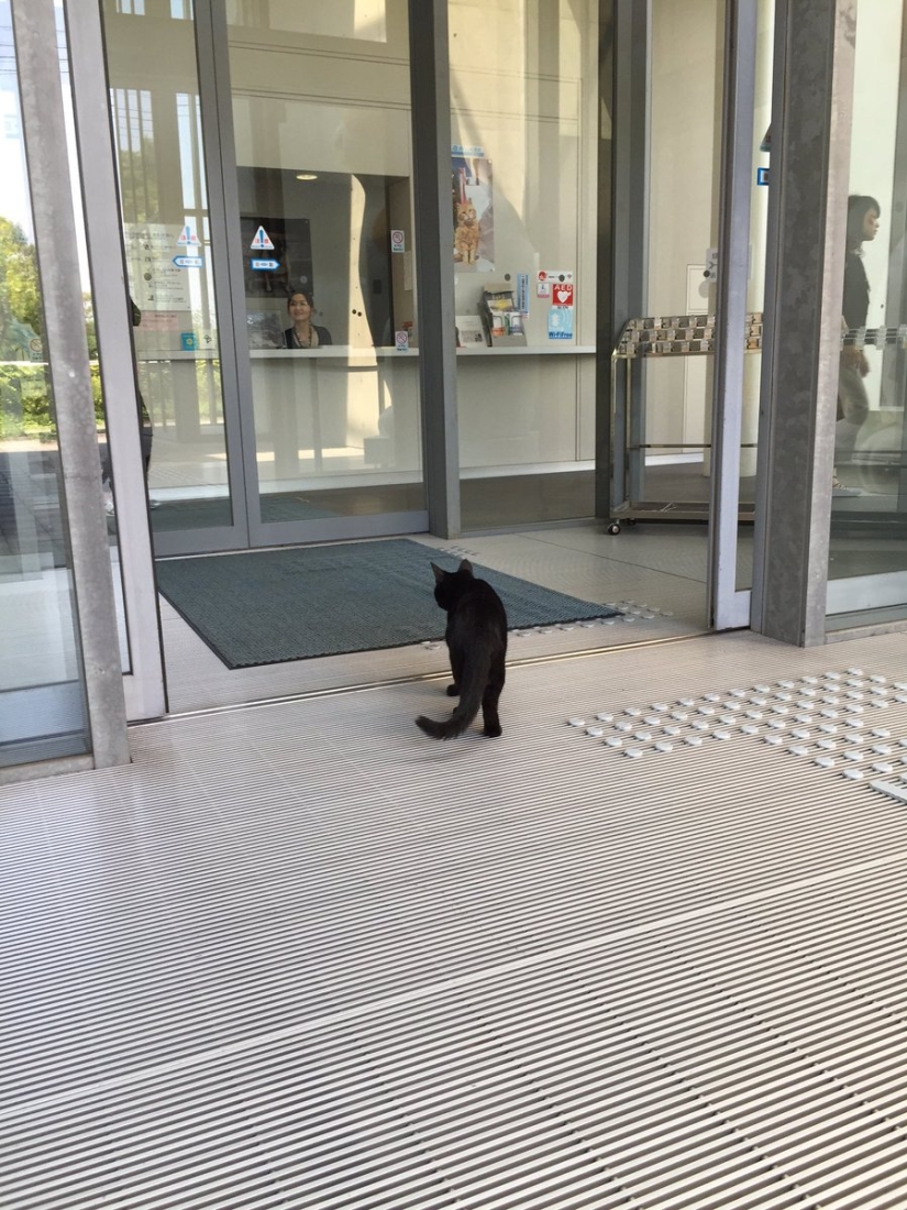 "Let me in, I'll come in": a pair of Japanese cats have been trying to get into the museum for two years