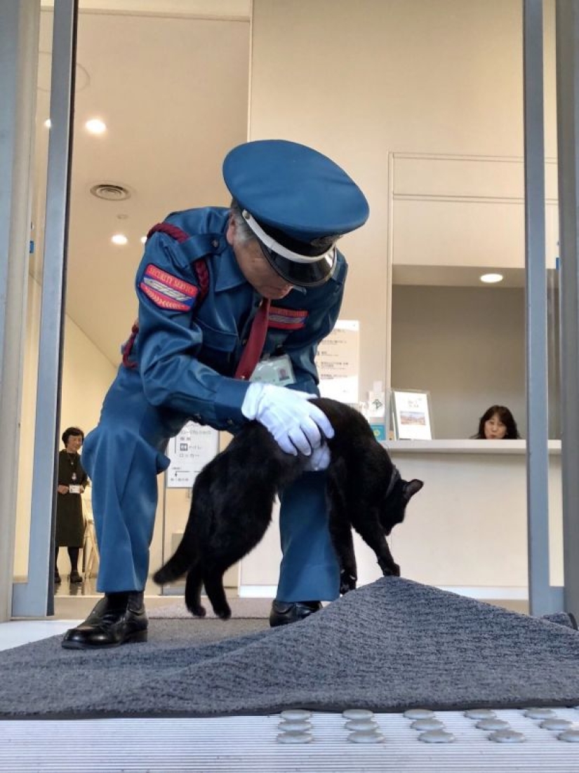 "Let me in, I'll come in": a pair of Japanese cats have been trying to get into the museum for two years