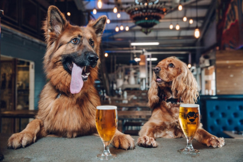 Licencia por cuidado de perros: Estas compañías dan descanso remunerado cuando los empleados tienen una mascota
