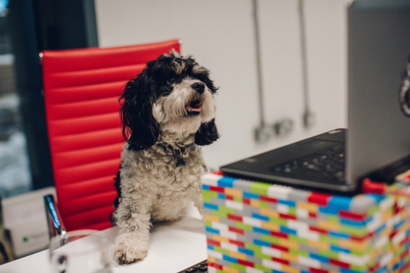 Licencia por cuidado de perros: Estas compañías dan descanso remunerado cuando los empleados tienen una mascota