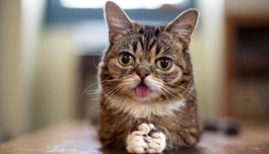 Lil Bab's cat died, touching millions of users with her muzzle