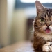 Lil Bab's cat died, touching millions of users with her muzzle