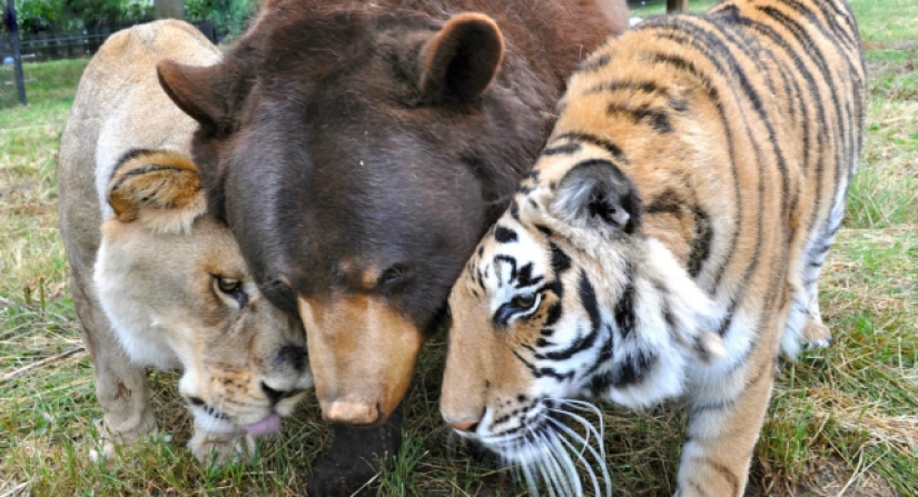 Lion, bear and tiger - friends do not spill water