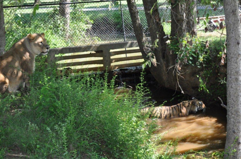 Lion, bear and tiger - friends do not spill water