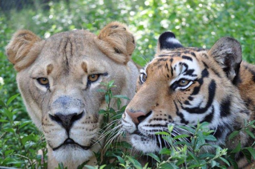 Lion, bear and tiger - friends do not spill water