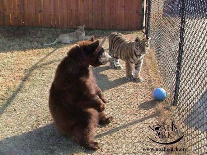 Lion, bear and tiger - friends do not spill water
