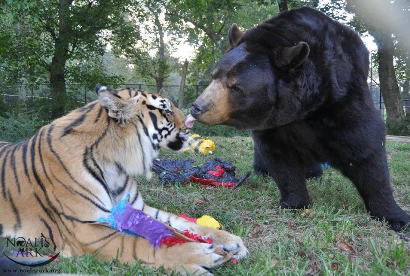 Lion, bear and tiger - friends do not spill water