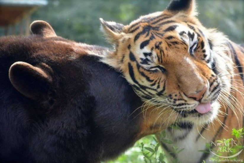 Lion, bear and tiger - friends do not spill water