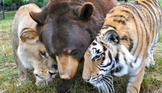 Lion, bear and tiger - friends do not spill water