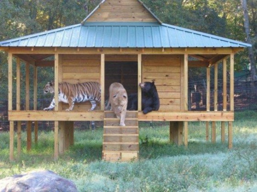 Lion, bear and tiger - friends do not spill water