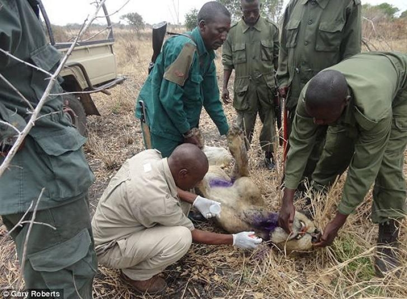 Lions have been feeding a relative trapped in a trap for three years