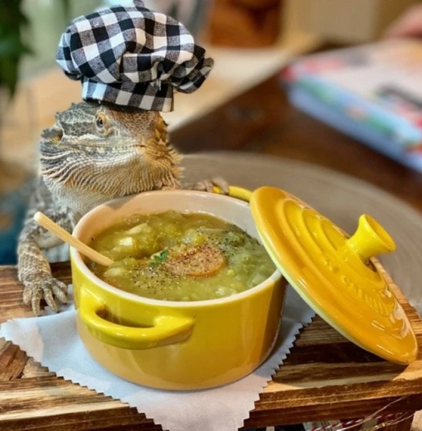 Lizard Chef Lenny the Lizard is a star of social networks and author of cookbooks