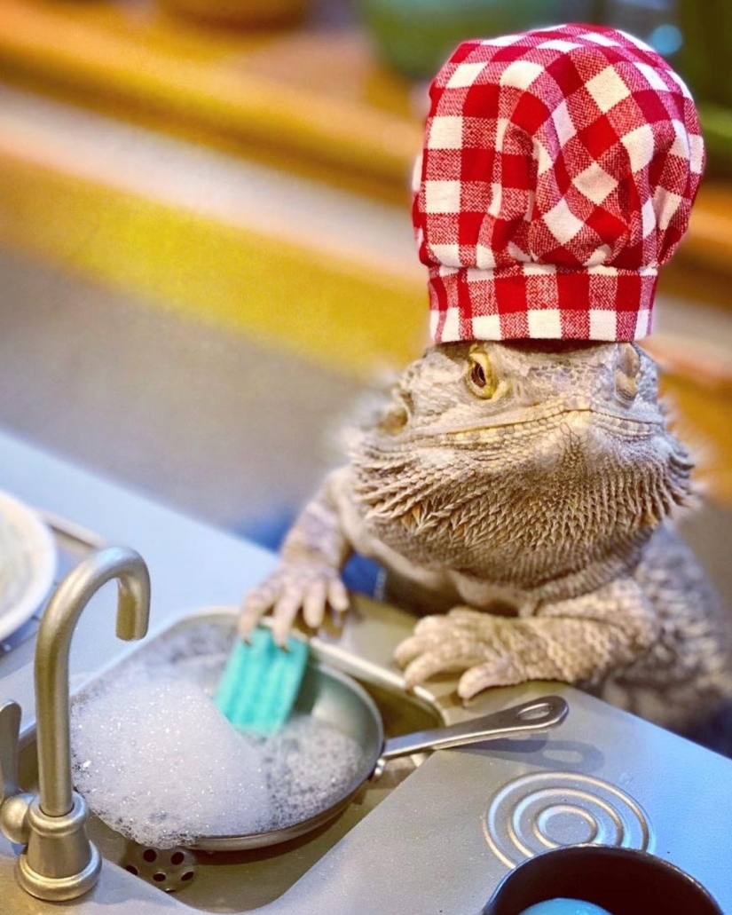 Lizard Chef Lenny the Lizard is a star of social networks and author of cookbooks