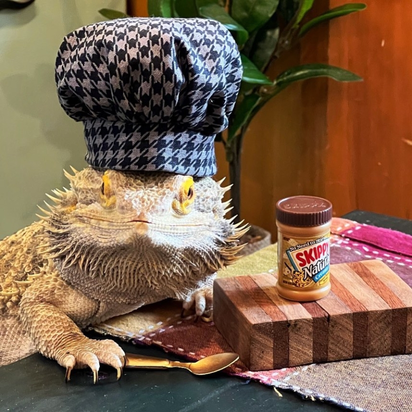 Lizard Chef Lenny the Lizard is a star of social networks and author of cookbooks