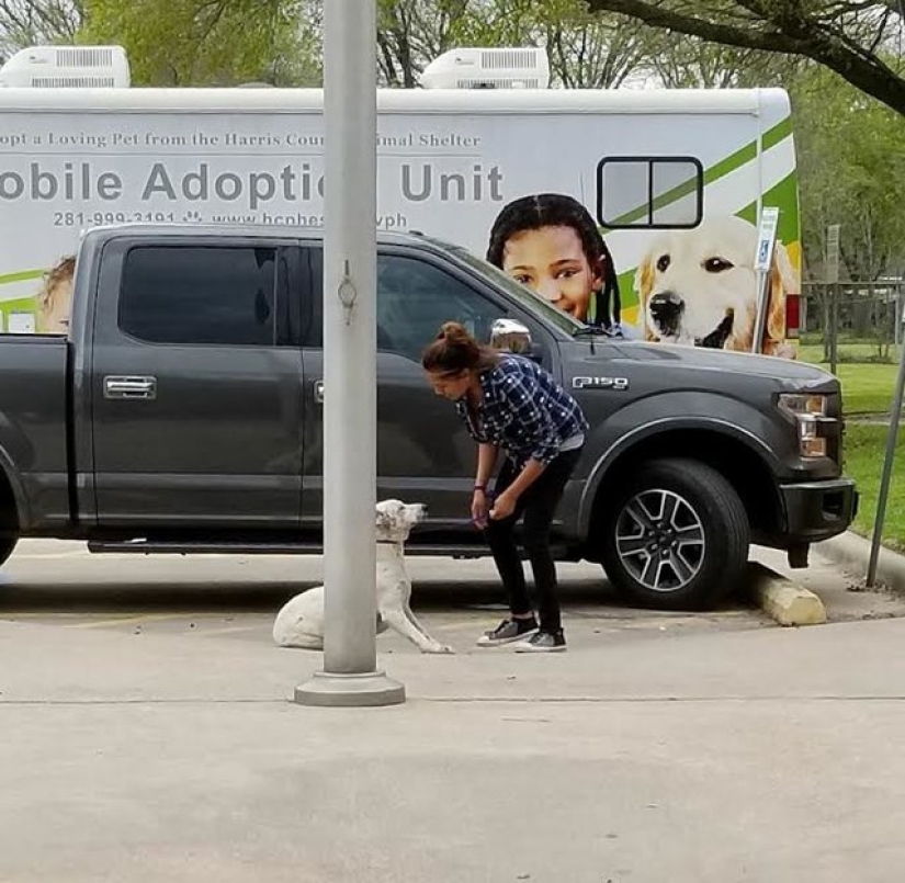 Lo entienden todo: la mujer filmó una escena desgarradora mientras los perros reacios eran arrastrados a la eutanasia