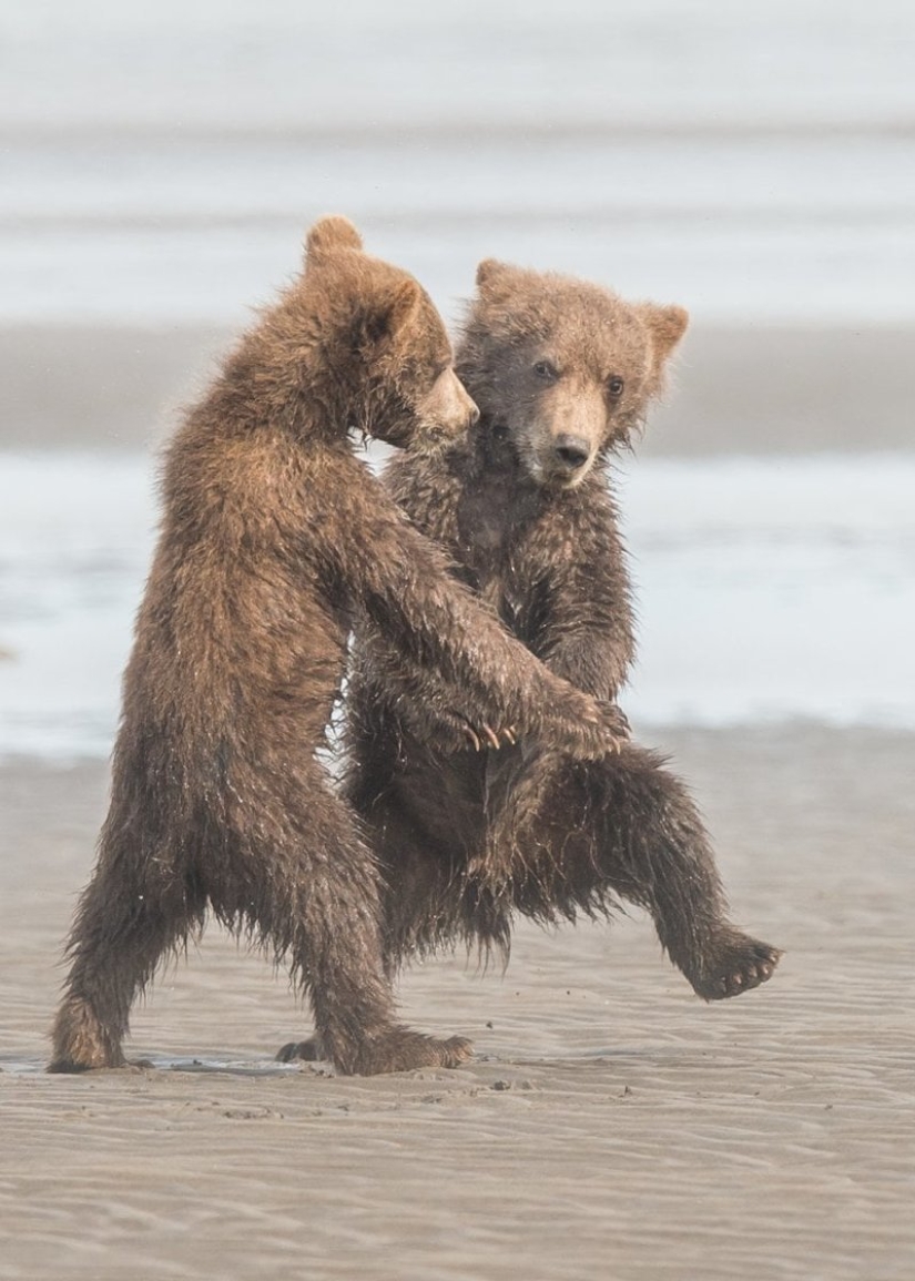 Lo más divertido de los Comedy Wildlife Photography Awards 2018