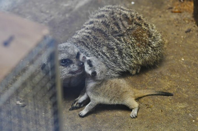 Loading dose of fluffy minimisethe: family of meerkats from Japan