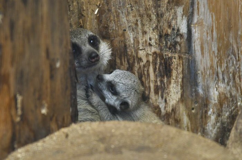 Loading dose of fluffy minimisethe: family of meerkats from Japan