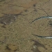 Locals say an ancient deity lives there: a perfectly round lake with a floating island excites the minds of scientists