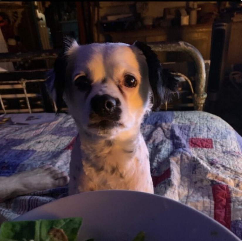 Looks right into the soul: 30 dogs who beg for food from their owners