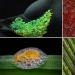 Los 20 mejores trabajos del Concurso de Micrografía Nikon Small World 2018