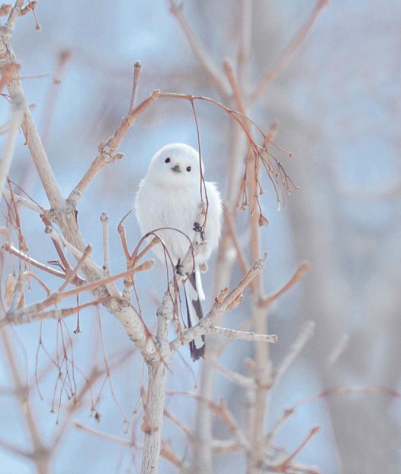 Los 7 Animales Más Lindos de la Isla de Hokkaido