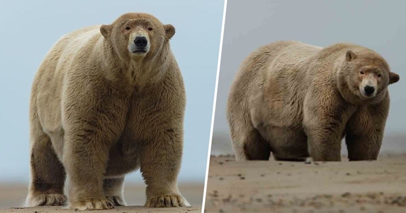 Los Aleutianos alimentaron a un oso polar apodado"Fat Albert"