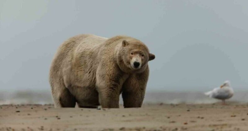 Los Aleutianos alimentaron a un oso polar apodado"Fat Albert"