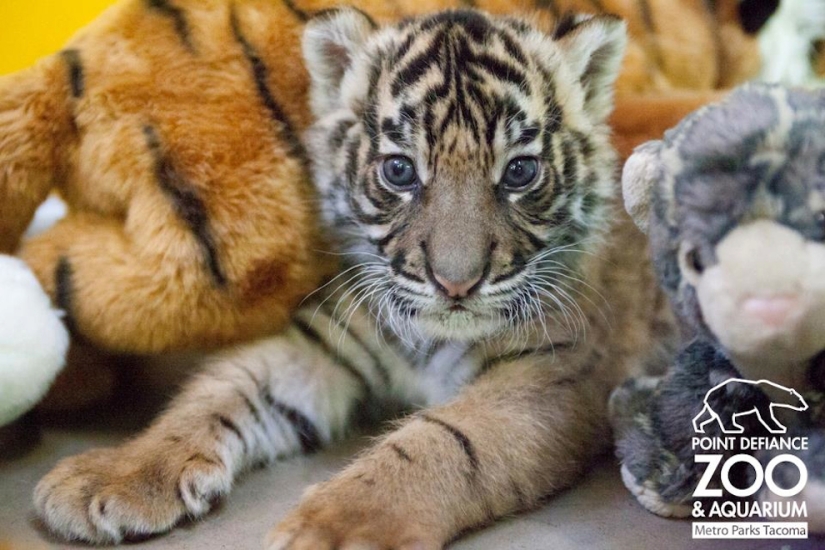 Los animales bebés más lindos